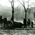 Abtransport der Buchen