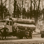 Abtransport der Buchen